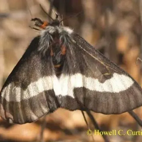 thumbnail for publication: Buck moth Hemileuca maia (Drury)